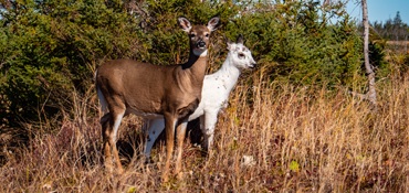 deer-white-brown