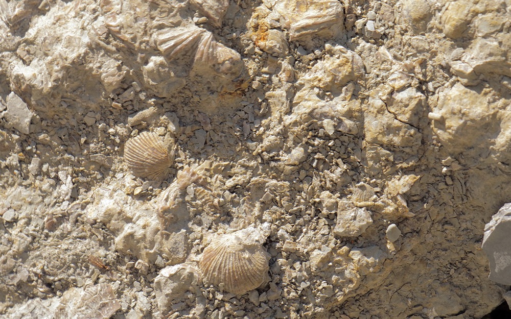 fossil