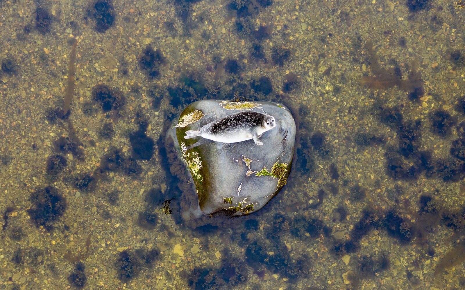 common-seal
