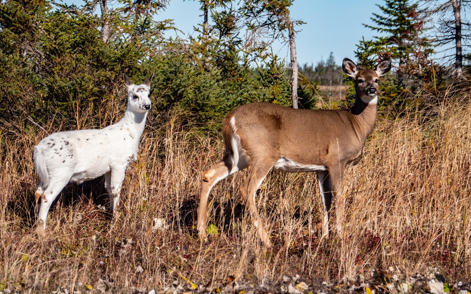 albinos-deer
