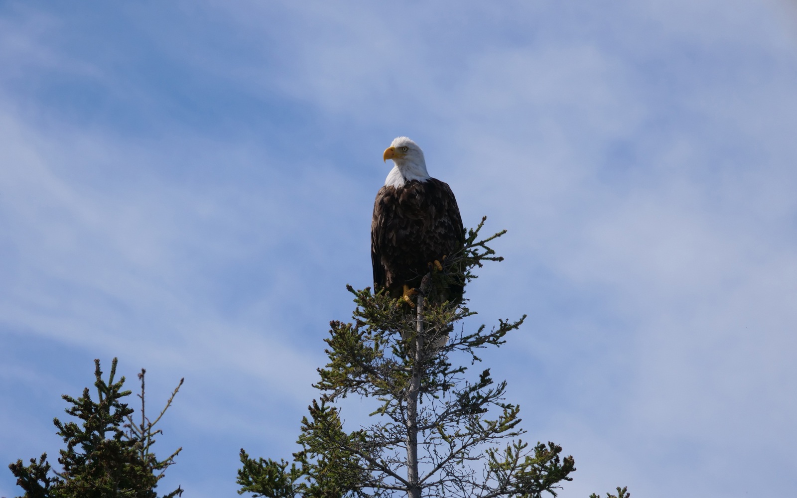bald-eagle