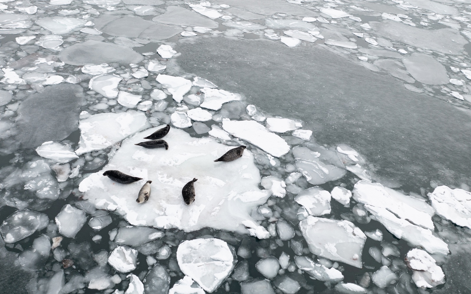 seals