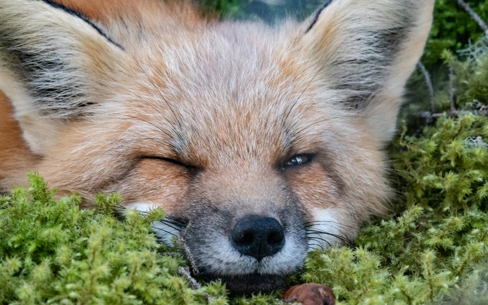 fox