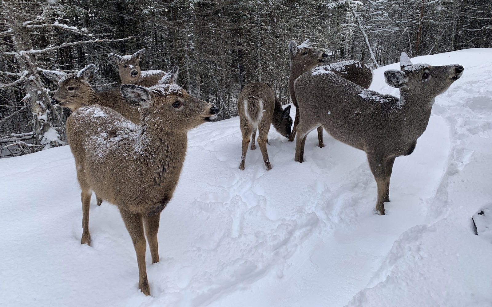 deers