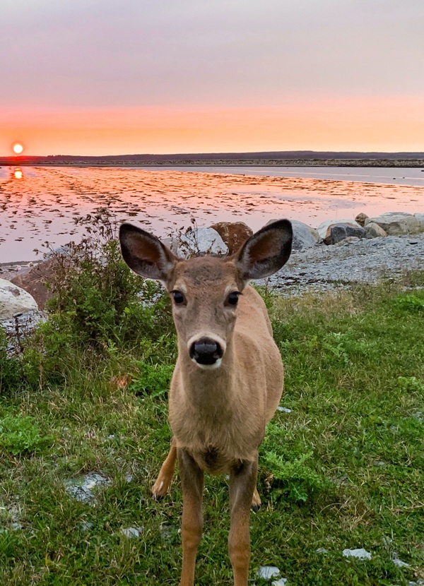 white-tail-deer