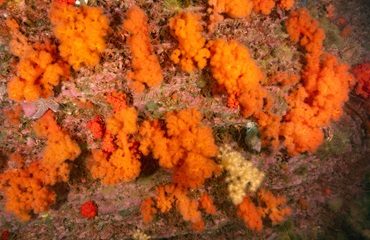 soft-corals