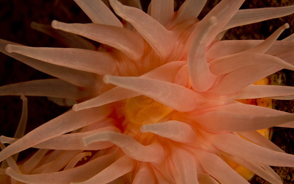 northern-anemone
