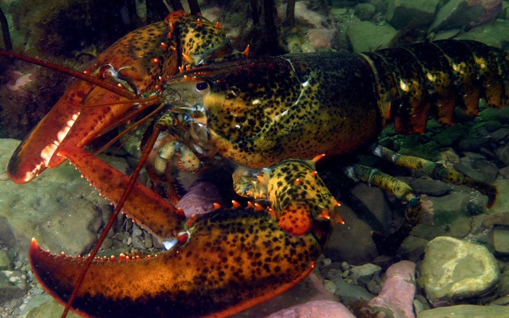 lobster